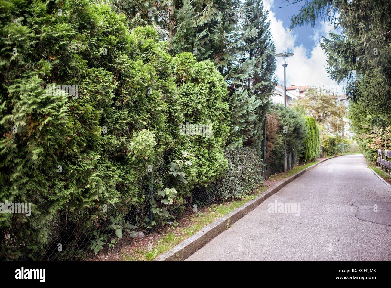Prato, alberi, siepi verdi e un sentiero in un parco estivo. Foto Stock
