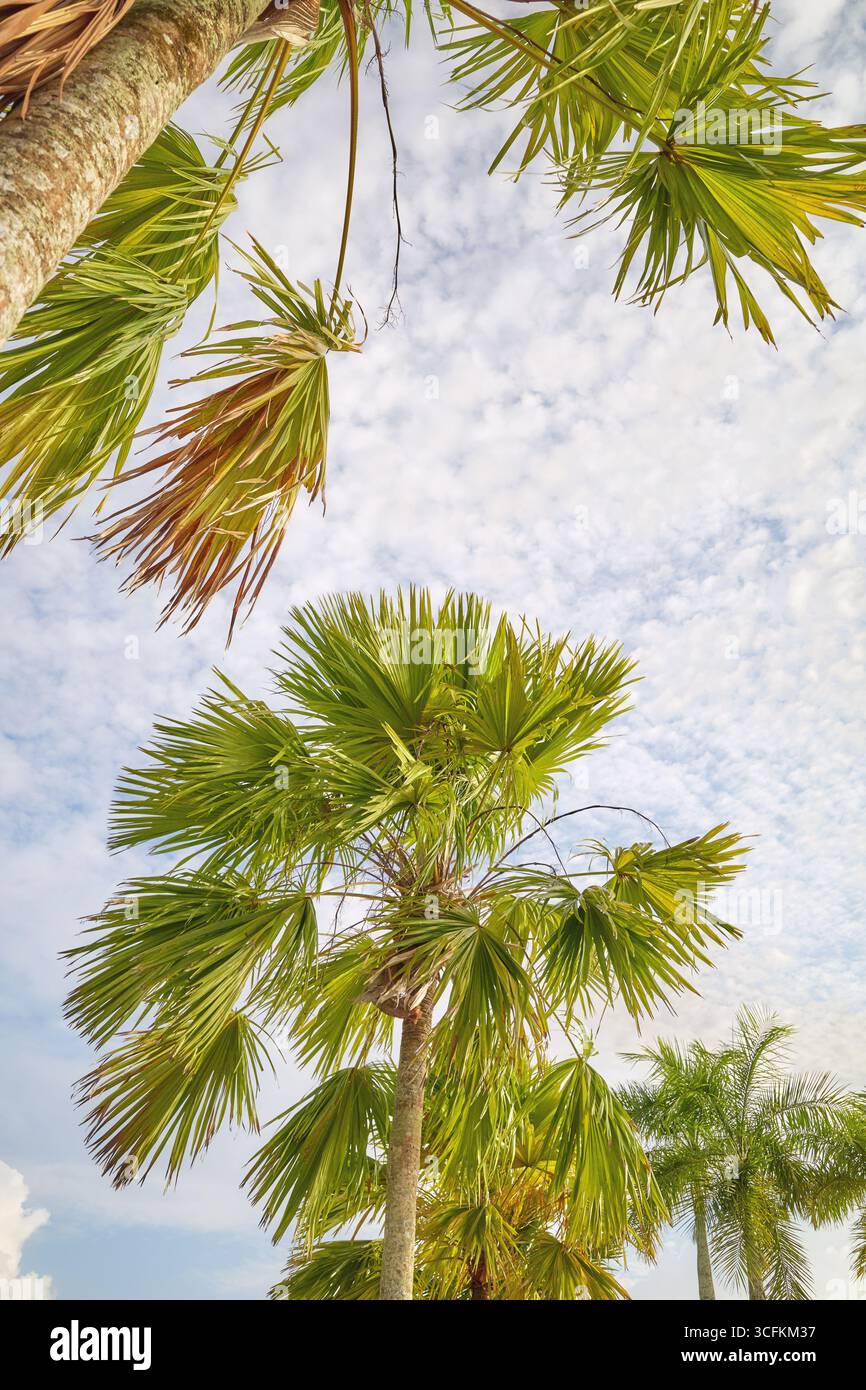 Foto di una palma contro il cielo. Foto Stock