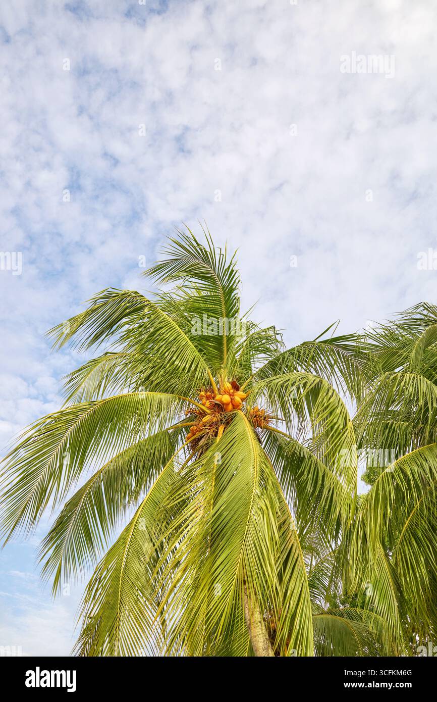 Foto di una palma contro il cielo. Foto Stock