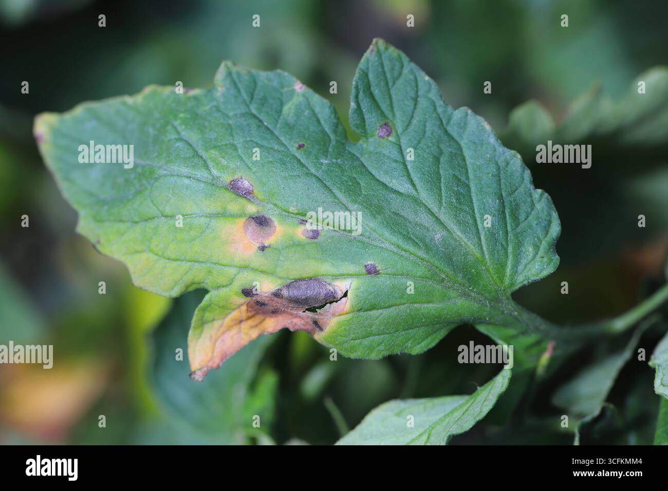 Macchie bersaglio (Alternaria solani) o lesioni a forma di bersaglio su una foglia di pomodoro, Foto Stock