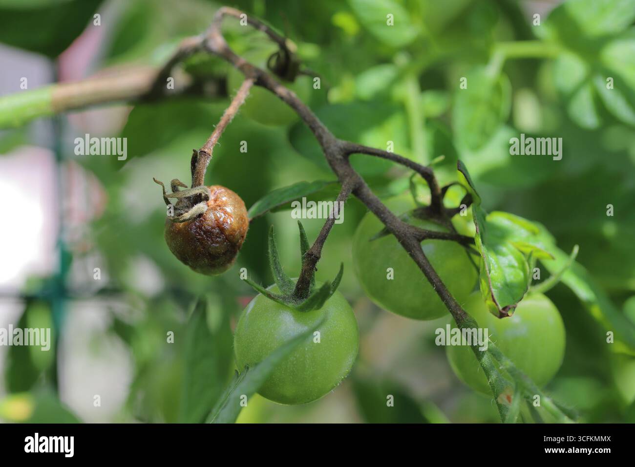 Malattie di pomodoro - lebbie tardive o piombi di patate (attacchi anche le patate). Phytophthora (infestanti di Phytophthora) in verdure Garde Foto Stock