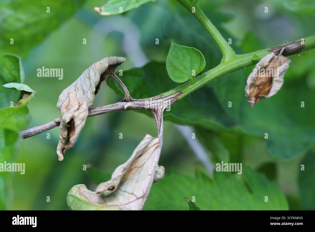 Late blight spread di piante di pomodoro, Phytophthora infestans Foto Stock