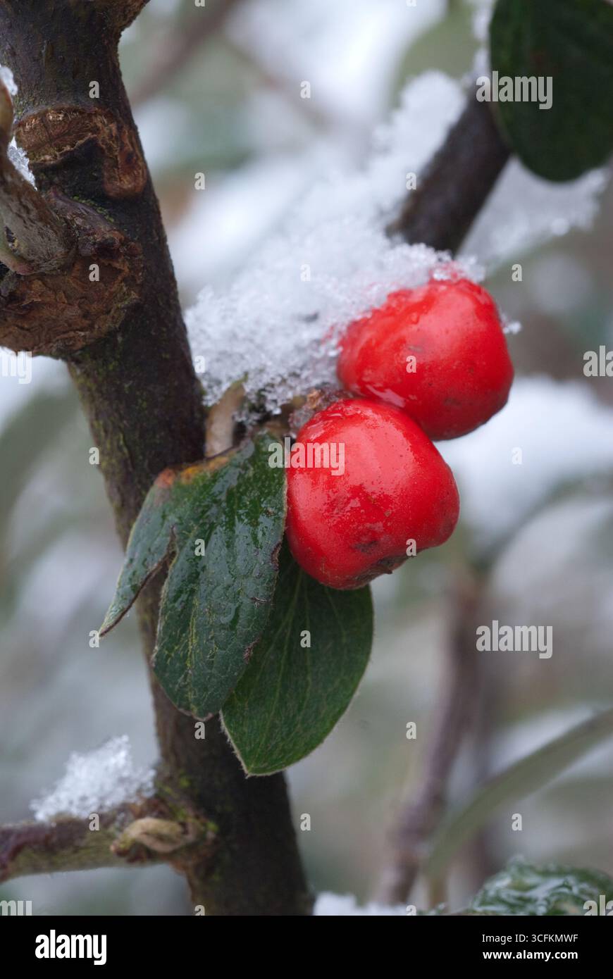 Bacche rosse ricoperte di ghiaccio si trovano su un ramo circondato dalla neve, mostrando la bellezza dell'inverno in un tranquillo ambiente naturale. Foto Stock