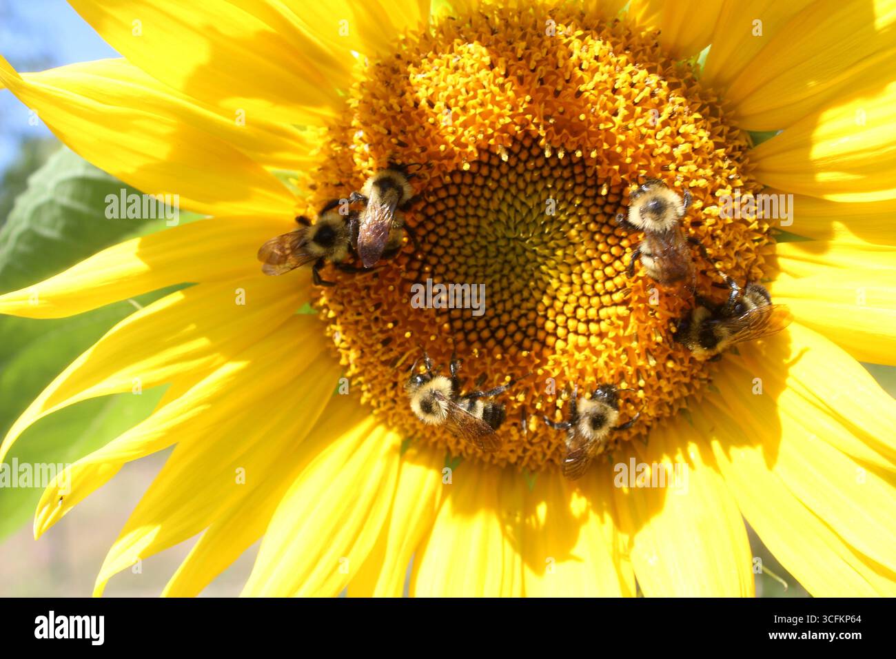 Sei api Bumble su un girasole Foto Stock