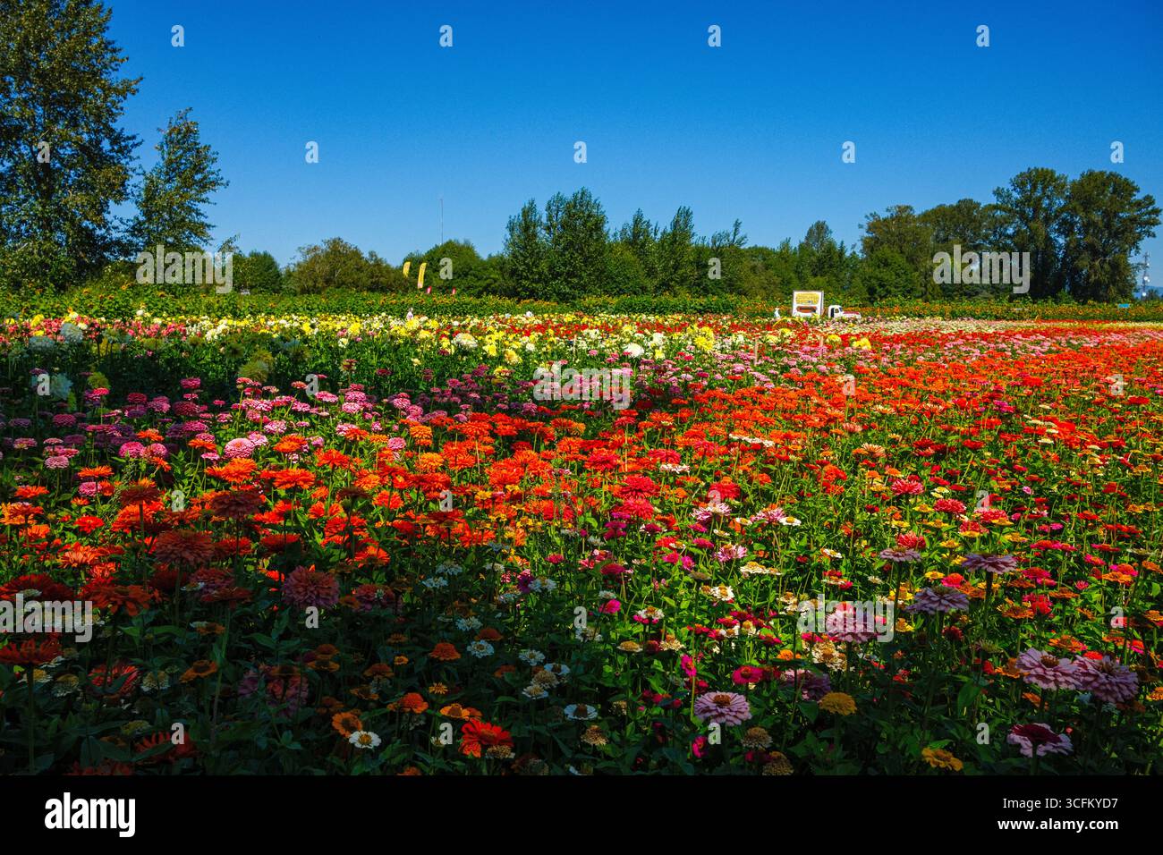 Un colorato campo di fiori alla Richmond Country Farm di Richmond, British Columbia. Foto Stock