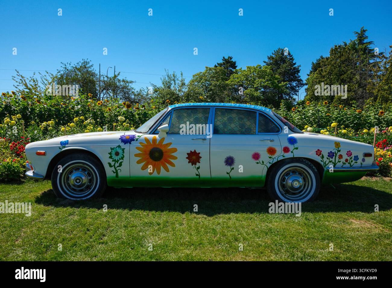 Un giaguaro d'epoca a tema floreale in un campo di girasole a Richmond, British Columbia. Foto Stock