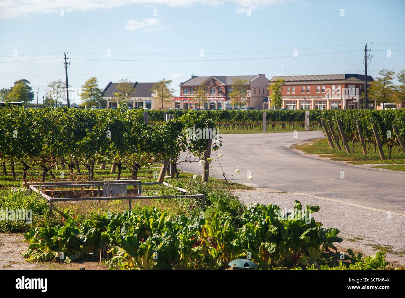 Jackson-Triggs Winery and Winery a Niagara-on-the-Lake, Ontario, Canada Foto Stock