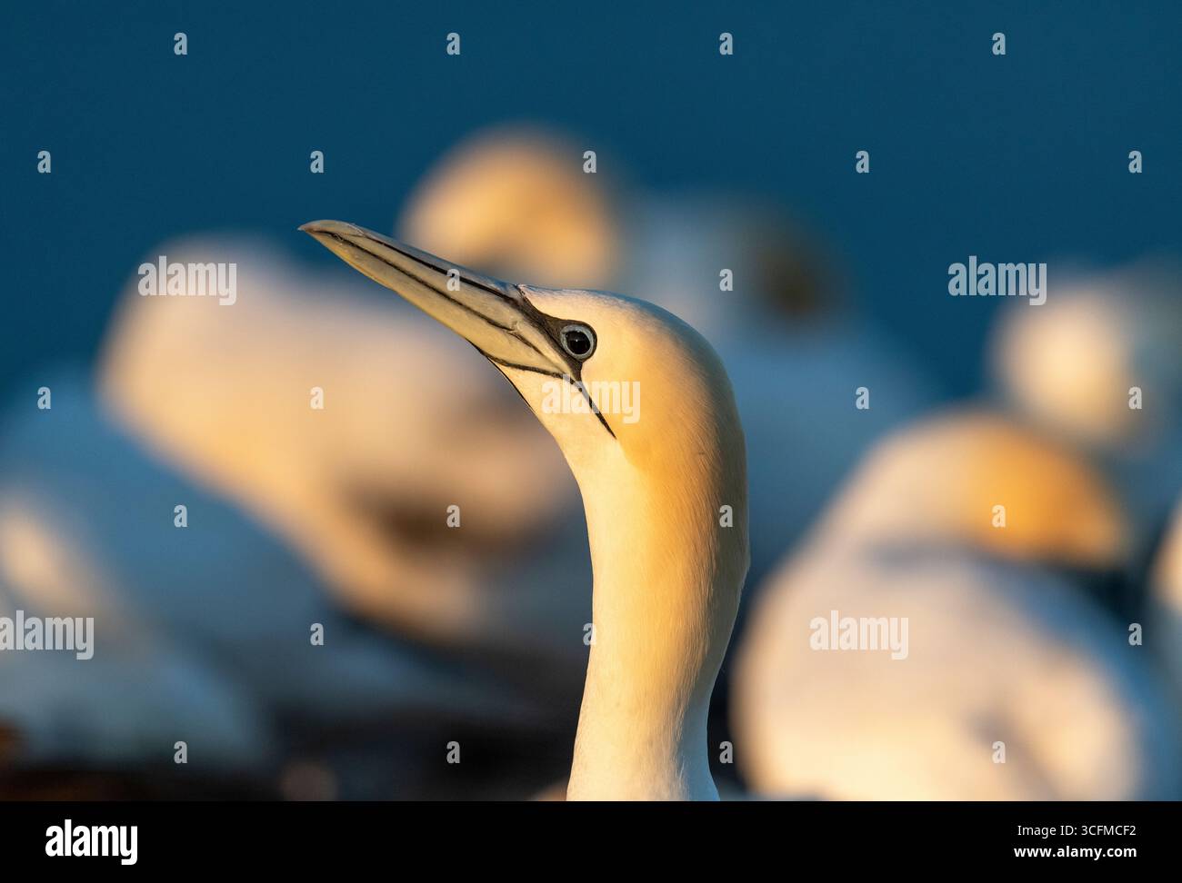 Gannet settentrionale (Morus bassanus) su Heligolan Foto Stock