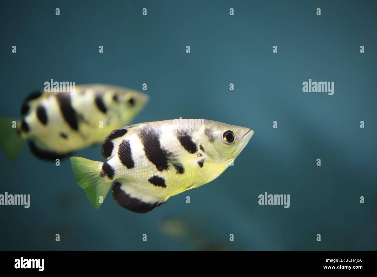 Archerfish o Archer-Fish (Labrus jaculator) noti per la loro tecnica di predazione unica di "abbattere" insetti terrestri e altre piccole prede Foto Stock