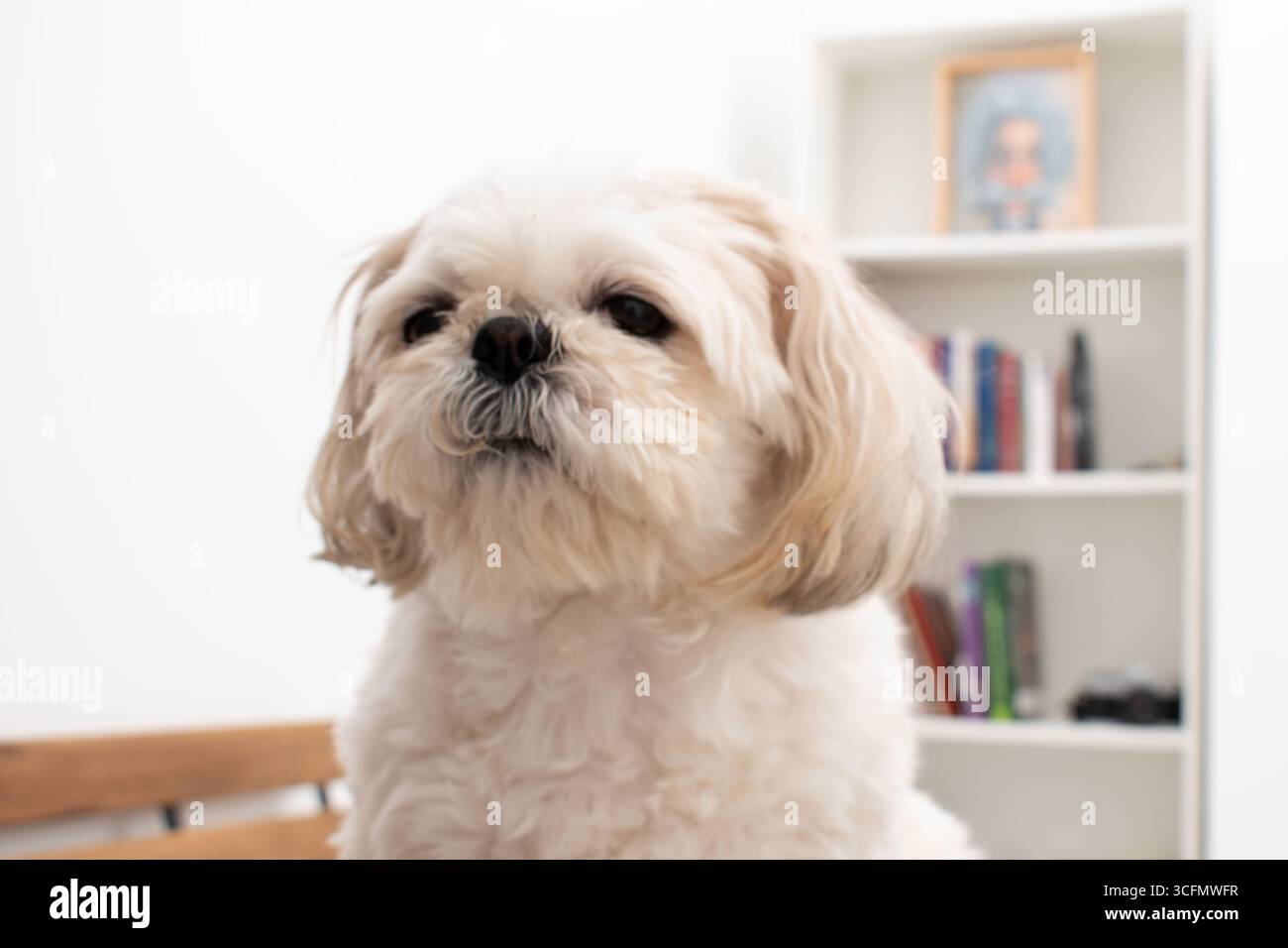 Dolce Shih Tzu Puppy Foto Stock