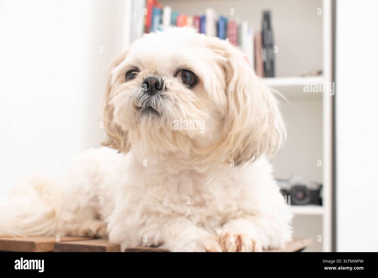 Dolce Shih Tzu Puppy Foto Stock