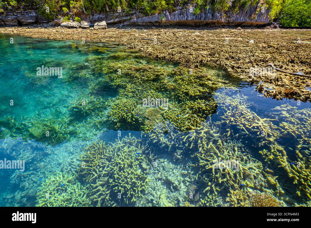 Misool è una delle quattro isole principali delle isole Raja Ampat nel sud-ovest di Papua. Più tardi, quest'isola divenne famosa per la sua bellezza naturale. La zona Foto Stock
