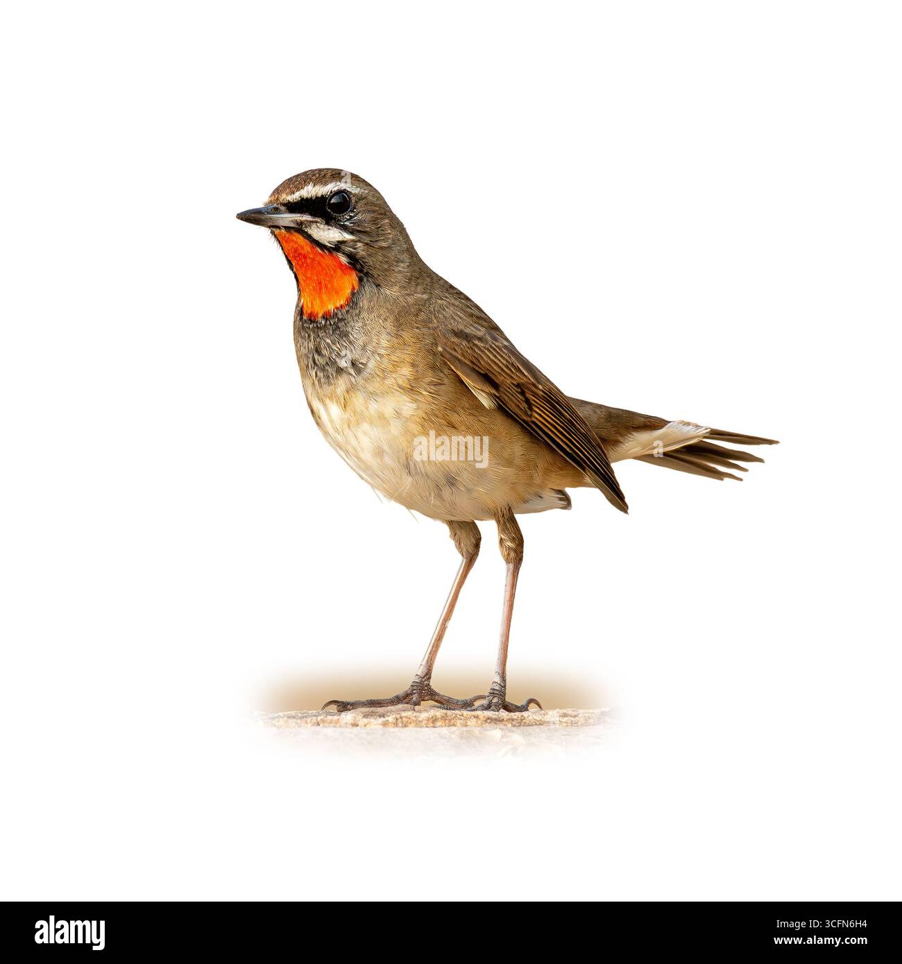 Immagine ravvicinata di un uccello della Rubythroat siberiana, che mette in evidenza la sua gola rossa rubino brillante, le gambe sottili e le piume fini. L'uccello è vigile e ha messo ag Foto Stock