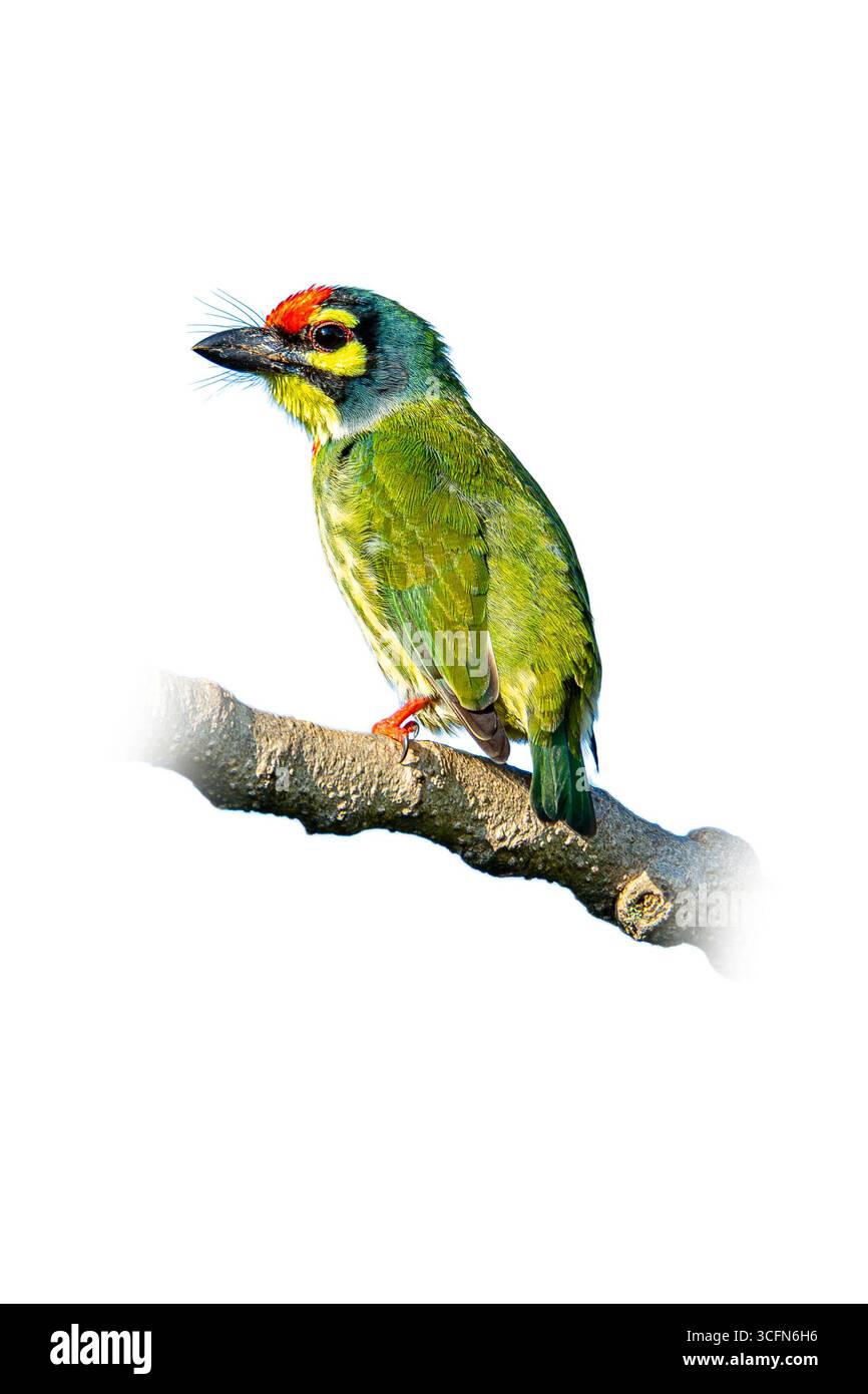 Primo piano di un Barbet del fabbro che poggia su un ramo d'albero, evidenziando il suo piumaggio verde vivace, la corona rossa e le distintive marcature gialle, ideale per Foto Stock