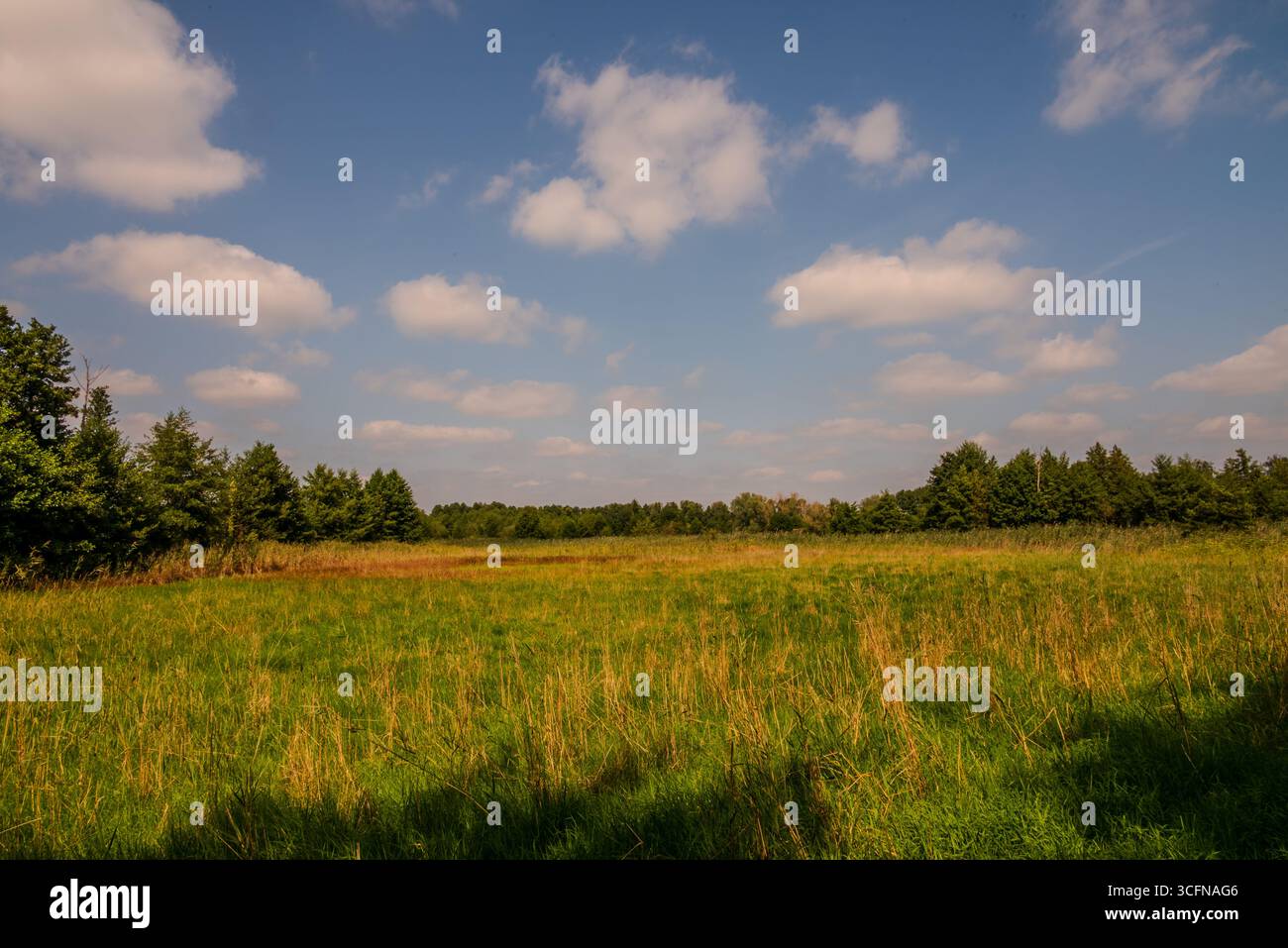 Natura a Wildau Brandenburg vicino a Berlino Foto Stock