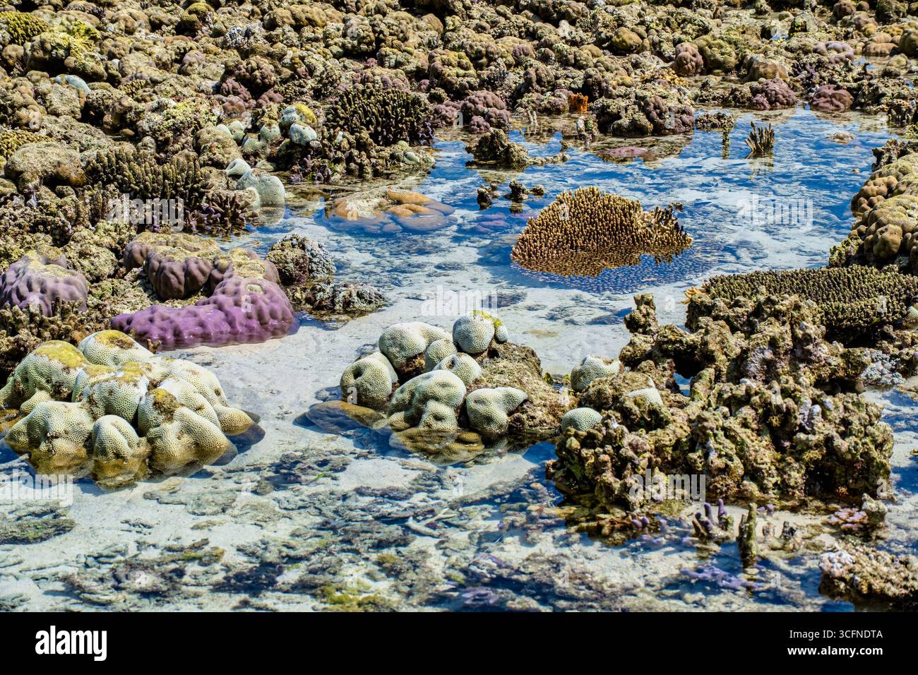 Misool è una delle quattro isole principali delle isole Raja Ampat nel sud-ovest di Papua. Più tardi, quest'isola divenne famosa per la sua bellezza naturale. La zona Foto Stock
