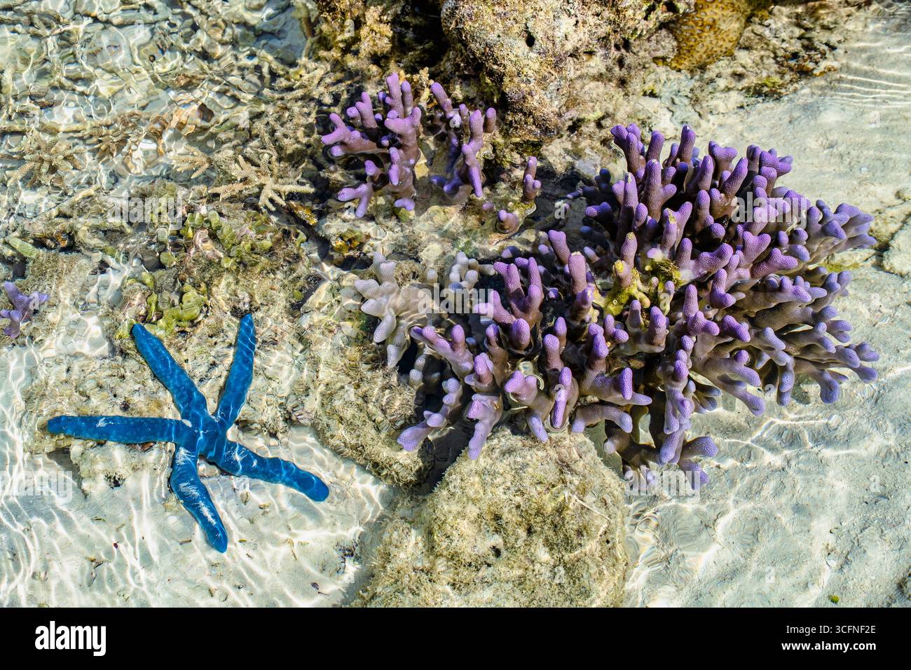 Misool è una delle quattro isole principali delle isole Raja Ampat nel sud-ovest di Papua. Più tardi, quest'isola divenne famosa per la sua bellezza naturale. La zona Foto Stock