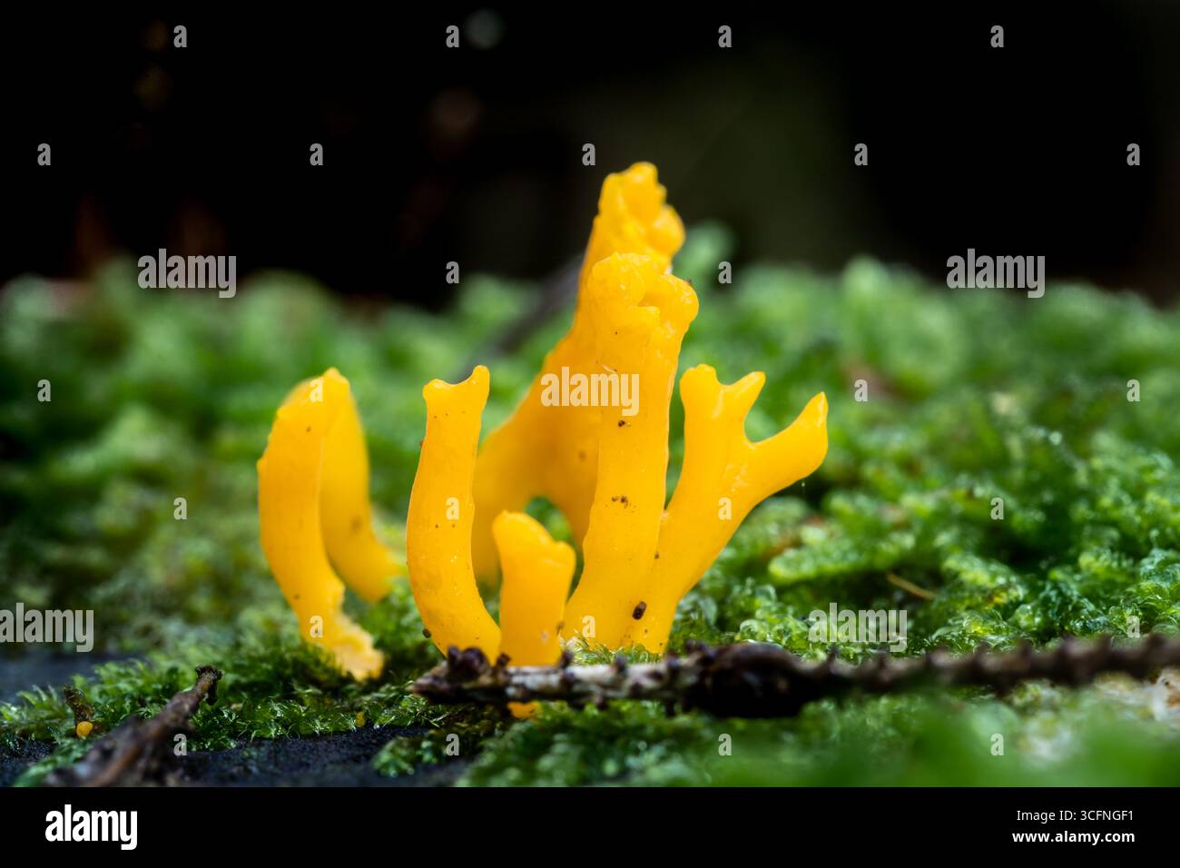Scatto macro per catturare un gruppo giallo vibrante di Calocera viscosa o fungo giallo Stagshorn, che cresce tra muschio verde lussureggiante e fondo fungo Foto Stock
