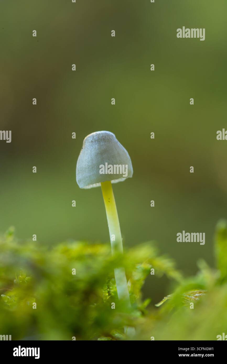 Primo piano di un singolo delicato fungo Mycena epipterygia con un gambo traslucido che cresce dal muschio verde vibrante in uno spazio tranquillo e copiato Foto Stock