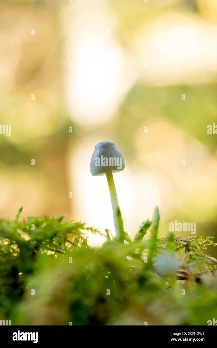 Primo piano di un singolo delicato fungo Mycena epipterygia con un gambo traslucido che cresce dal muschio verde vibrante in uno spazio tranquillo e copiato Foto Stock