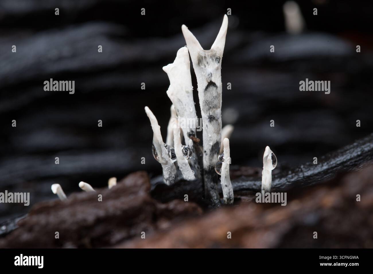 Macro shot inciso dell'unico fungo Xylaria ipossylon, o Candle Snuff, che cresce su un ceppo di legno in decomposizione in una foresta Foto Stock Macro shot inciso dell'unico fungo Xylaria ipossylon, o Candle Snuff, che cresce su un ceppo di legno in decomposizione in una foresta Foto Stock