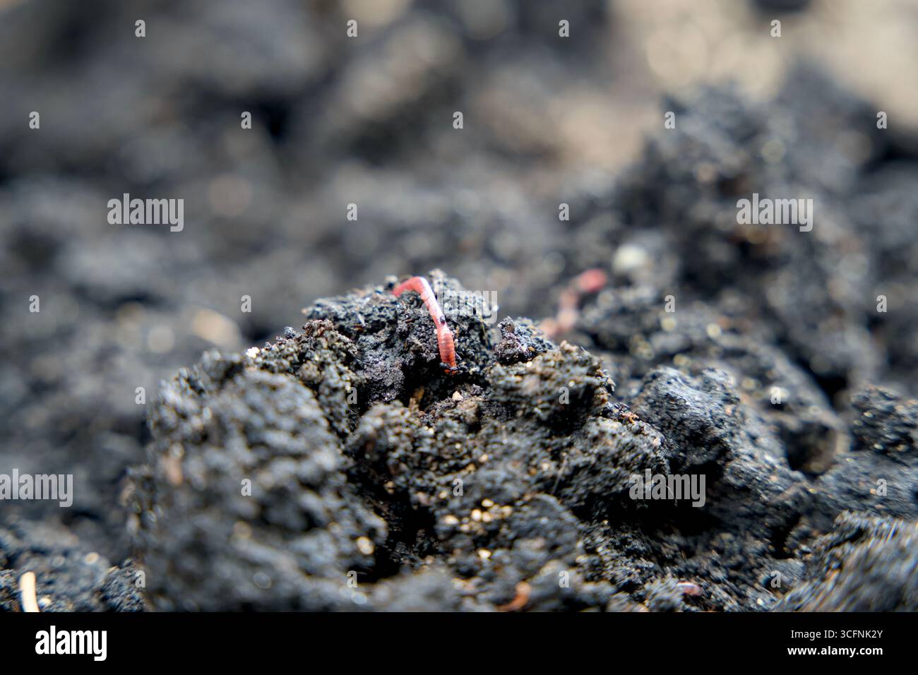 Un primo piano di un mucchio di terra preta, un terreno molto fertile e scuro arricchito di materia organica e biochar. Foto Stock Un primo piano di un mucchio di terra preta, un terreno molto fertile e scuro arricchito di materia organica e biochar. Foto Stock