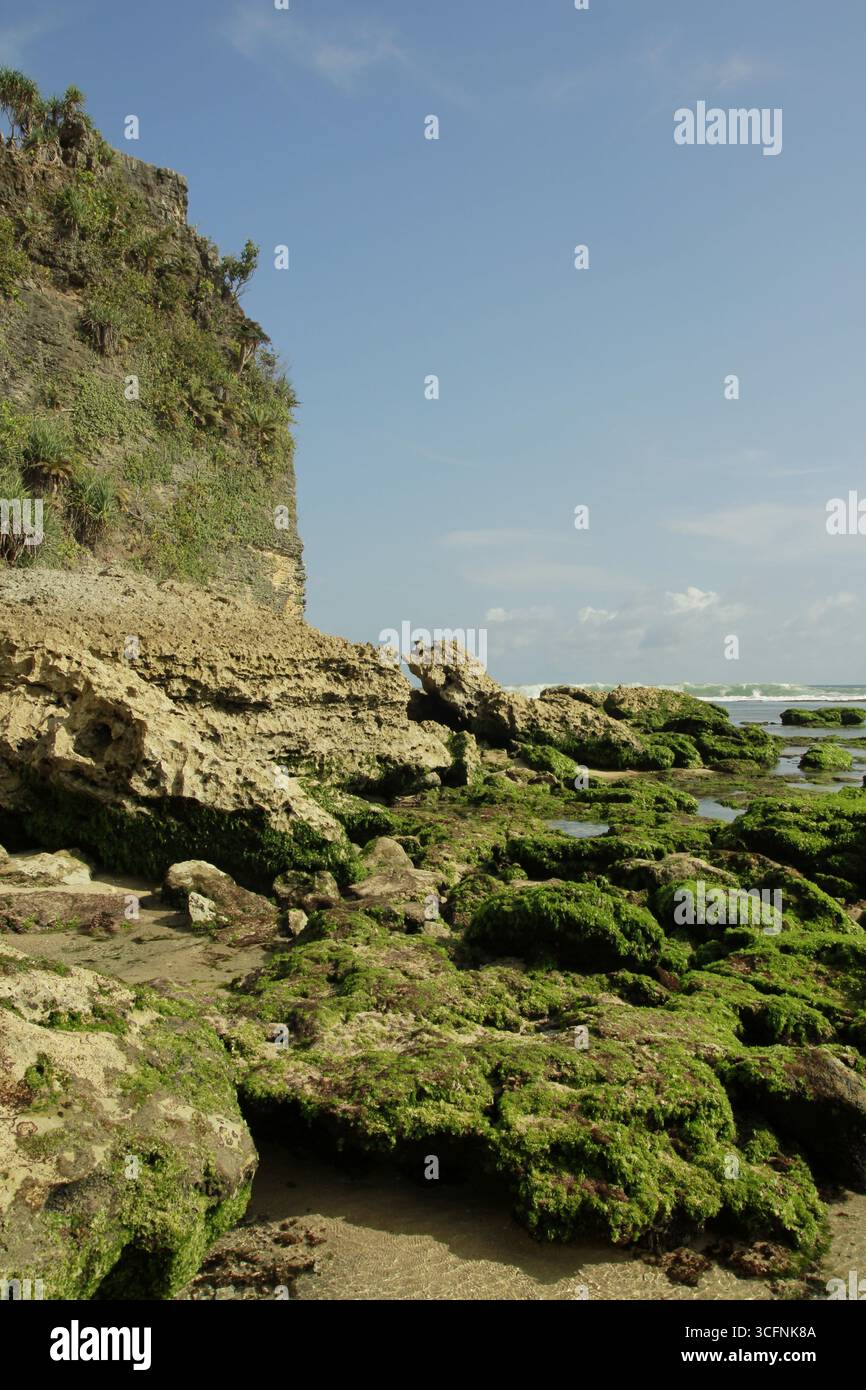 Le barriere coralline sulla spiaggia sono ricoperte di muschio verde. Foto Stock