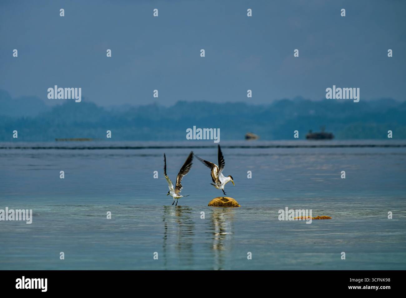 Misool è una delle quattro isole principali delle isole Raja Ampat nel sud-ovest di Papua. Più tardi, quest'isola divenne famosa per la sua bellezza naturale. La zona Foto Stock