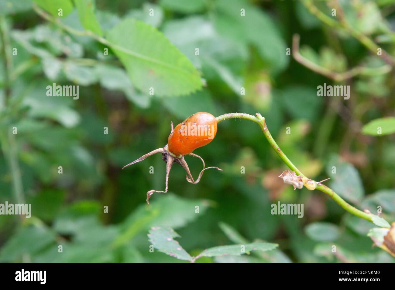 Bacche rosse. Cespuglio di fianchi con bacche mature. Bacche di dogrose su un cespuglio. Frutti di rose selvatiche. Dogrosio spinoso su sfondo verde nelle giornate di sole. Foto Stock