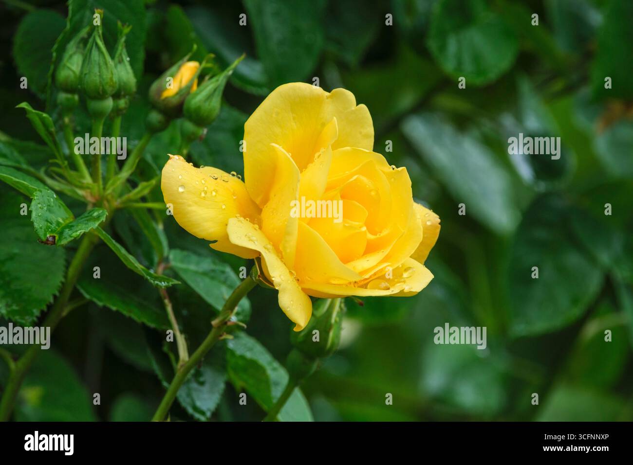 Rosa Golden Gate, rosa Korgolgat, semi-doppio, fiori gialli, con petali ondulati, Foto Stock