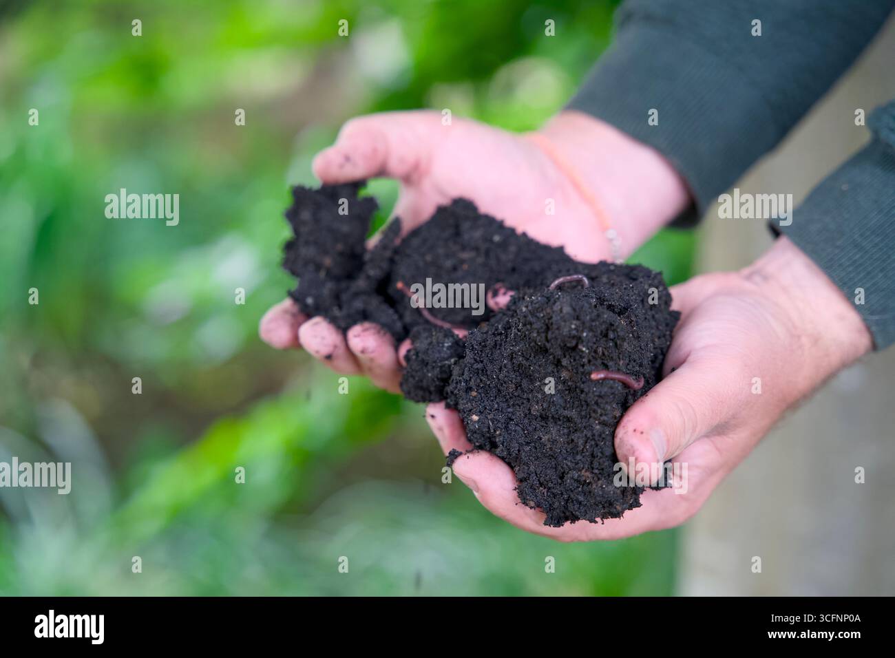 Primo piano di due mani che reggono un pezzo di terra preta, un terreno molto fertile e scuro arricchito di materia organica, biochar e vermi fiorenti. Foto Stock Primo piano di due mani che reggono un pezzo di terra preta, un terreno molto fertile e scuro arricchito di materia organica, biochar e vermi fiorenti. Foto Stock