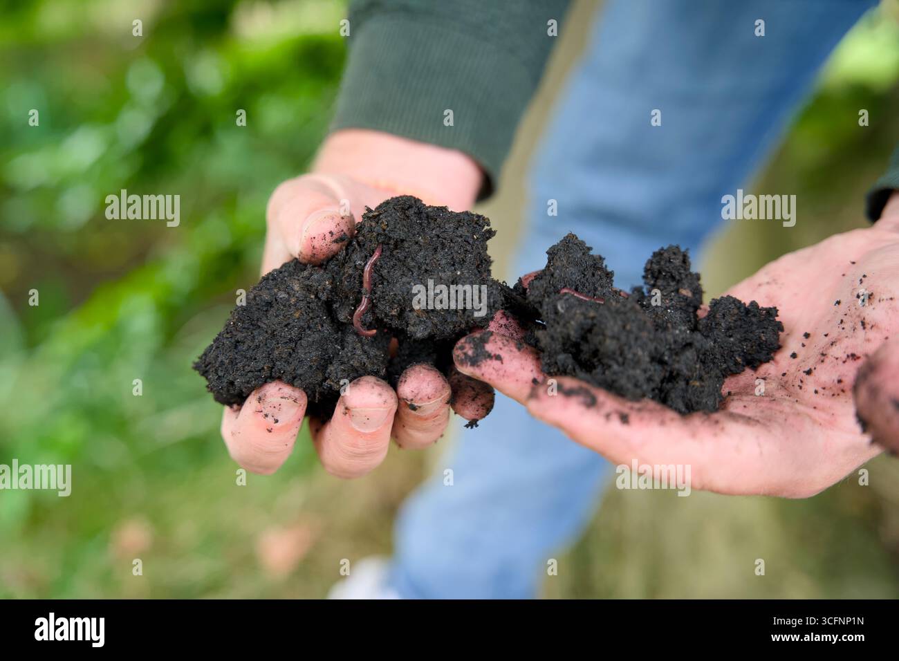 Primo piano di due mani che reggono un pezzo di terra preta, un terreno molto fertile e scuro arricchito di materia organica, biochar e vermi fiorenti. Foto Stock Primo piano di due mani che reggono un pezzo di terra preta, un terreno molto fertile e scuro arricchito di materia organica, biochar e vermi fiorenti. Foto Stock