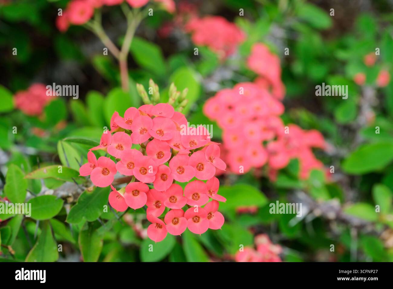 Euphorbia milii, corona di spine piante, cornea, rami succulenti, fiori gialli molto piccoli con bratti rosa chiaro e appariscenti Foto Stock