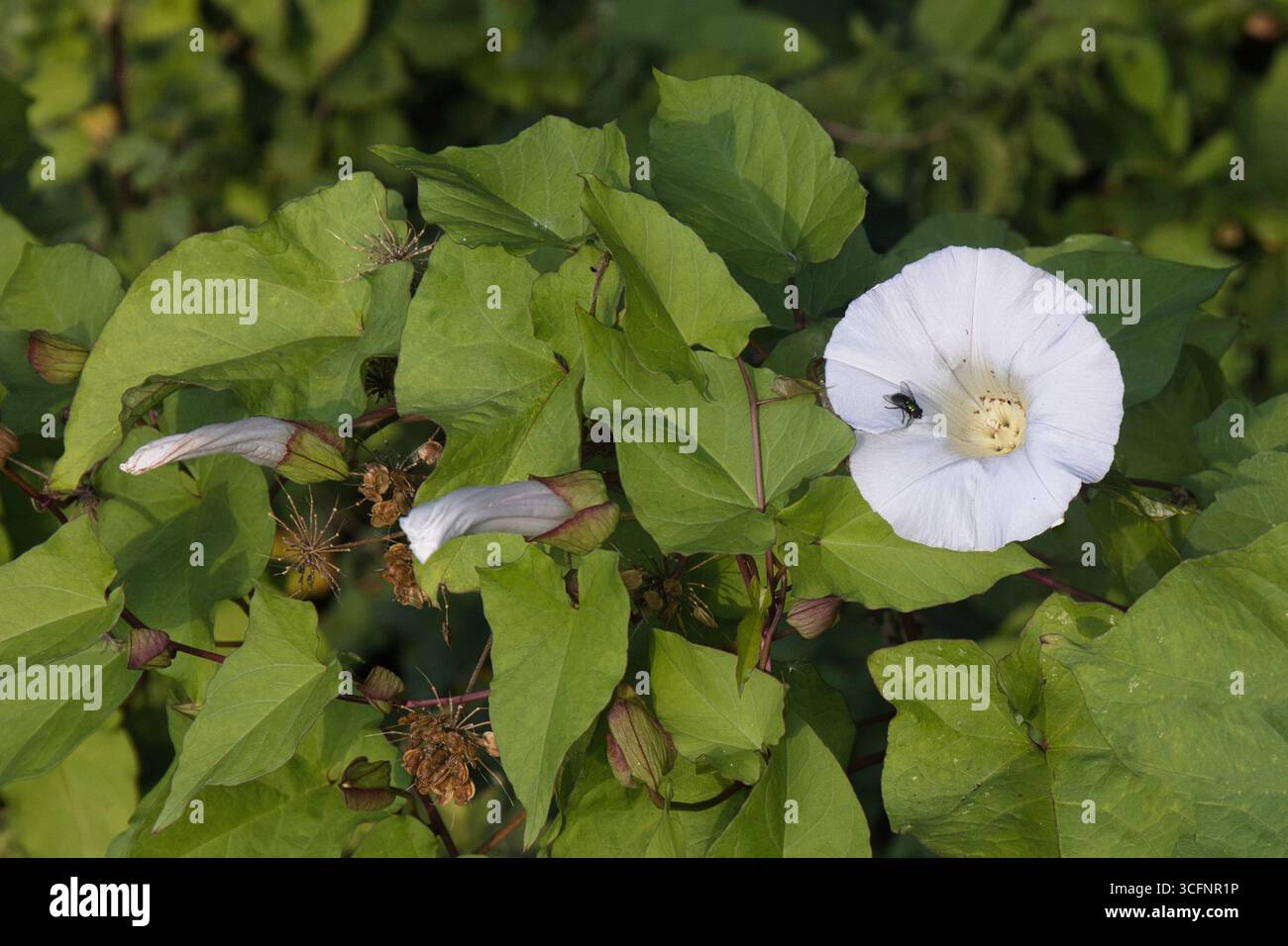 primo piano di un fiore di alghe bianche con un insetto. Ci sono due gemme nella fase di fioritura e lo sfondo sono foglie naturali Foto Stock