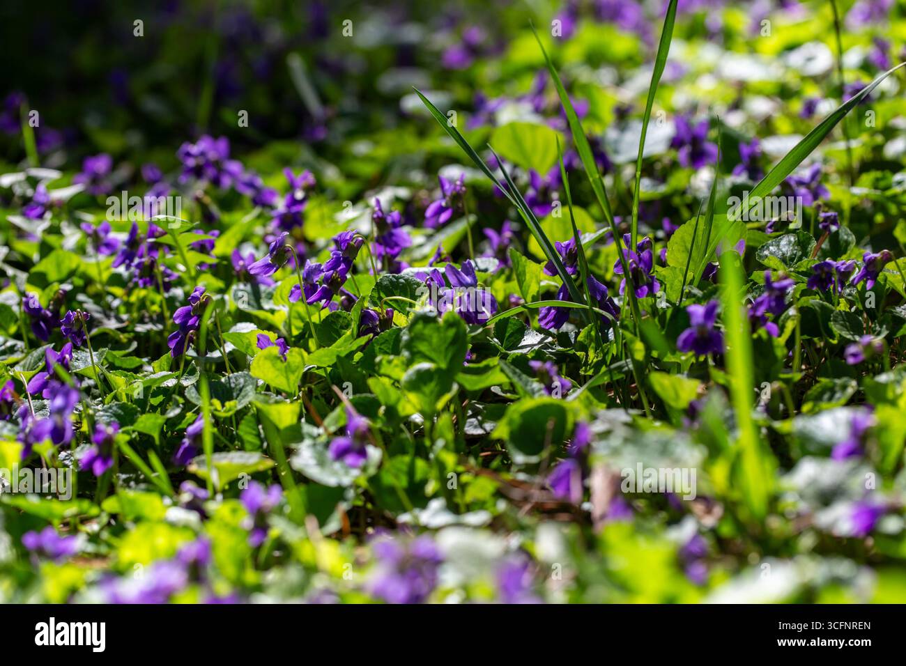 Fiori di primavera. Violetta fiori fioriscono nella foresta di primavera. Viola odorata Foto Stock