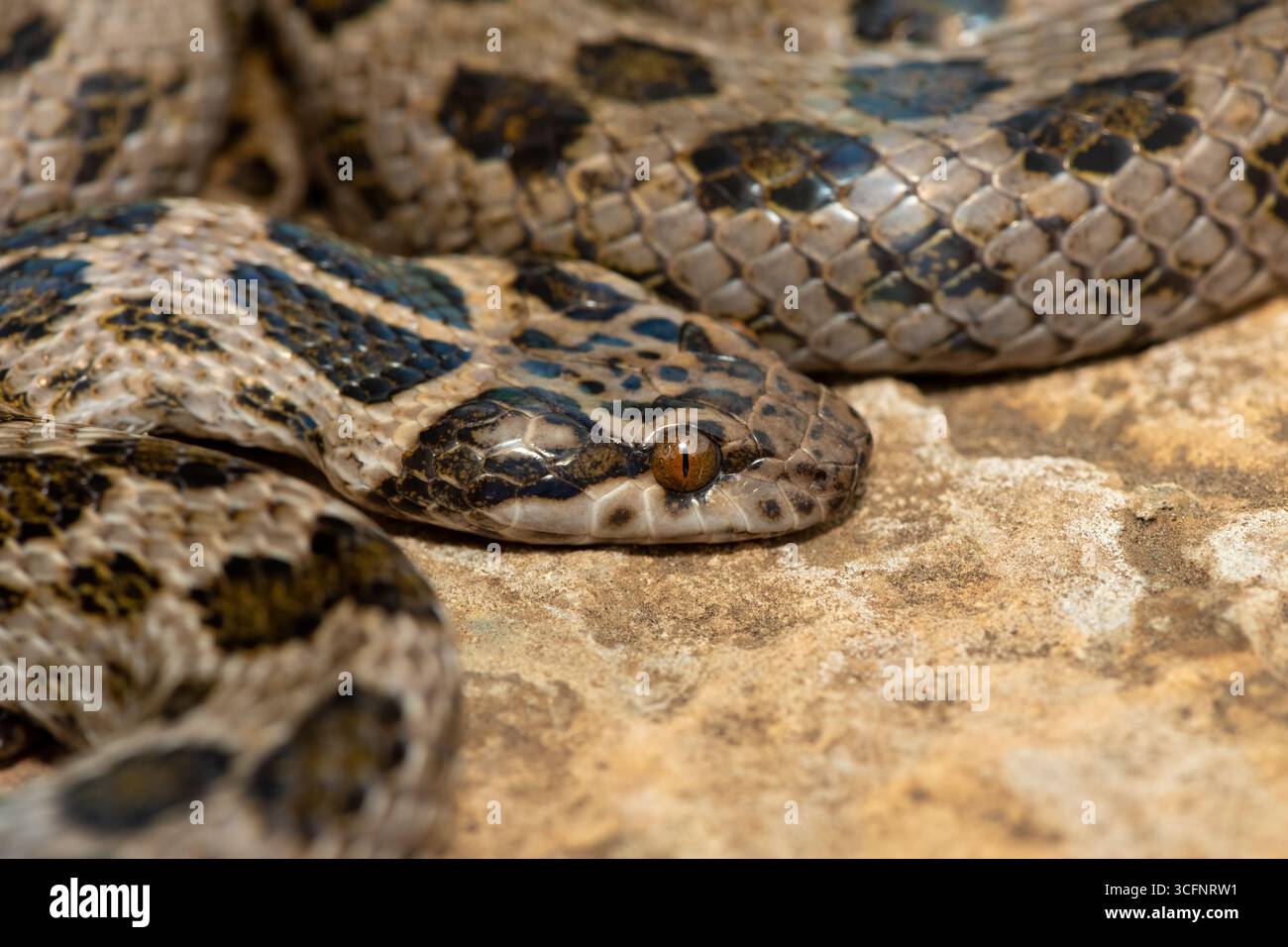 Un bellissimo serpente roccioso maculato (Lamprophis guttatus), avvolto su una grande roccia. Un serpente non velenoso originario dell'Africa meridionale Foto Stock