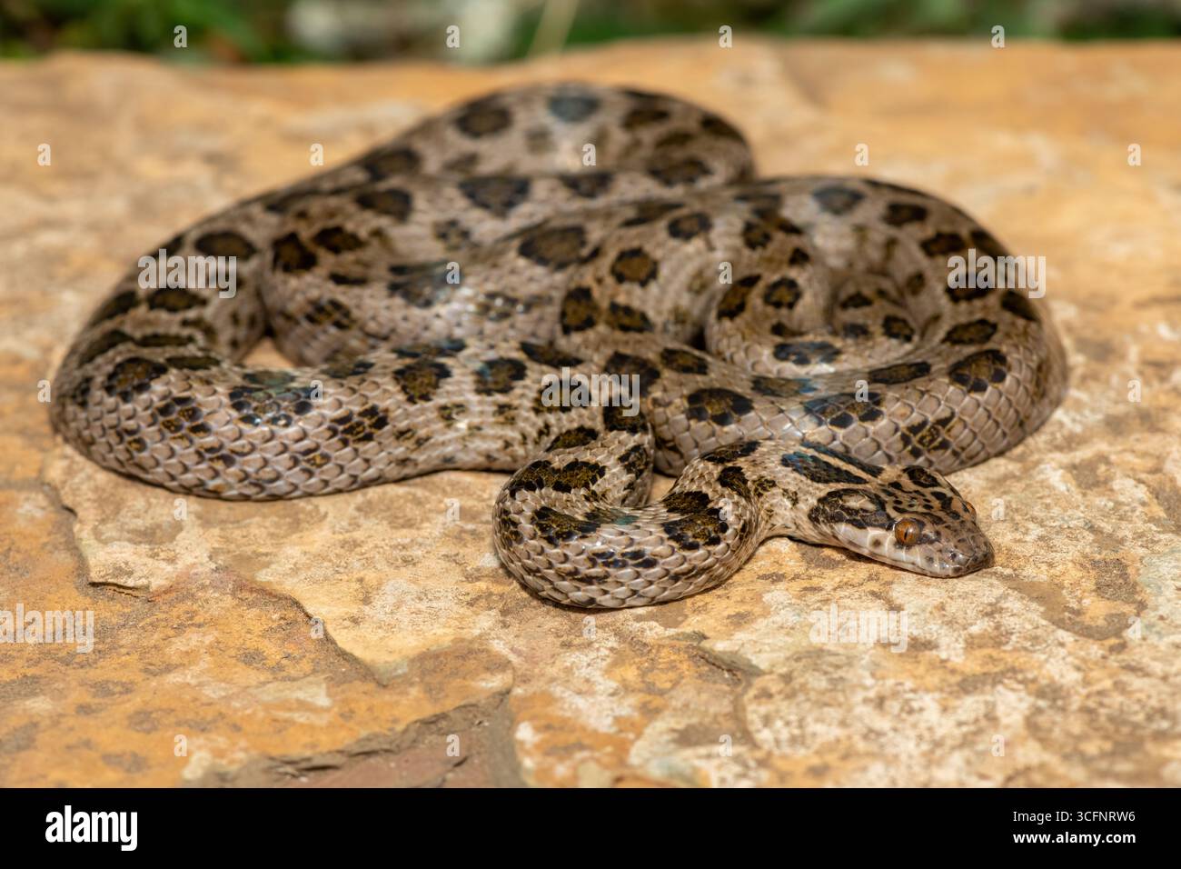 Un bellissimo serpente roccioso maculato (Lamprophis guttatus), avvolto su una grande roccia. Un serpente non velenoso originario dell'Africa meridionale Foto Stock
