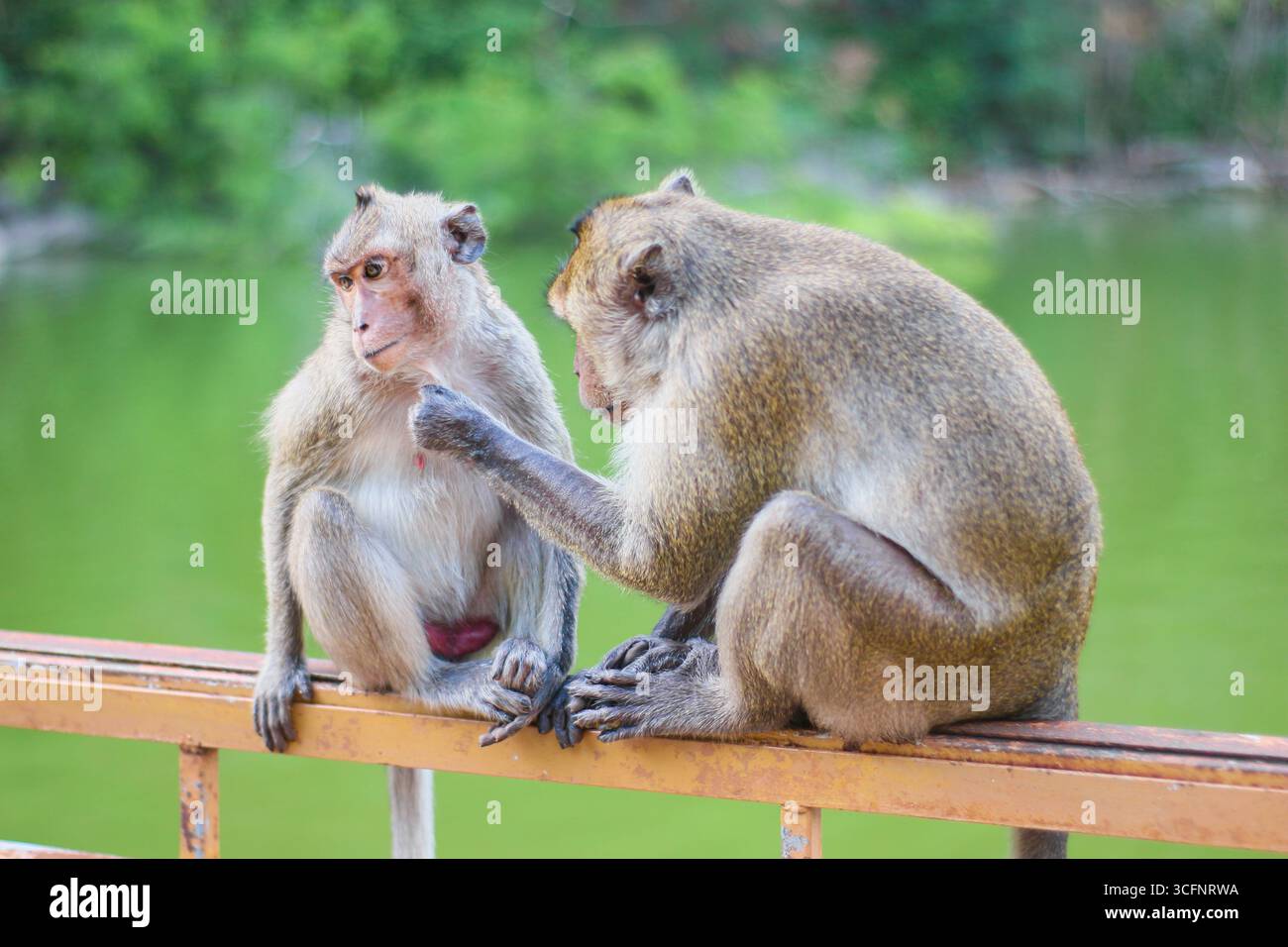 Macachi maschio dalla coda lunga che cura la donna sulla ringhiera sopra il serbatoio, immerso in un vibrante ambiente tropicale della foresta pluviale. Foto Stock