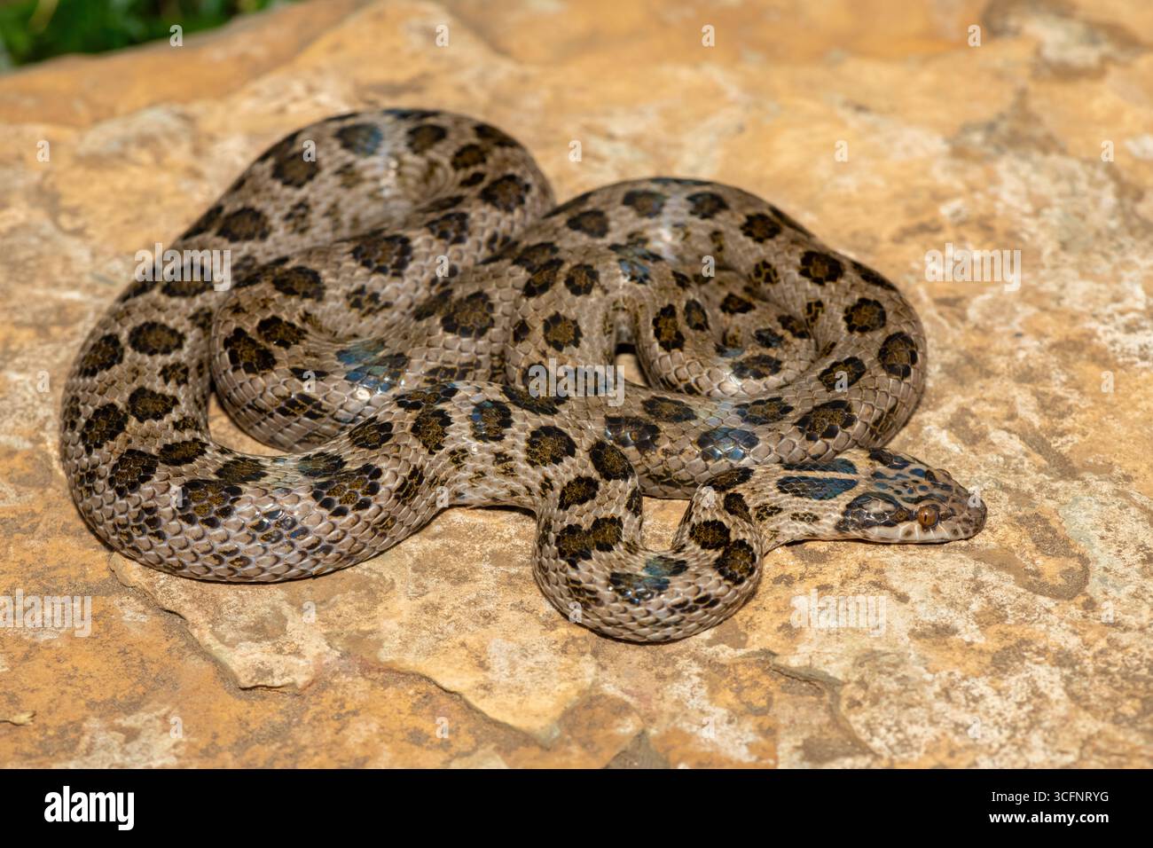 Un bellissimo serpente roccioso maculato (Lamprophis guttatus), avvolto su una grande roccia. Un serpente non velenoso originario dell'Africa meridionale Foto Stock