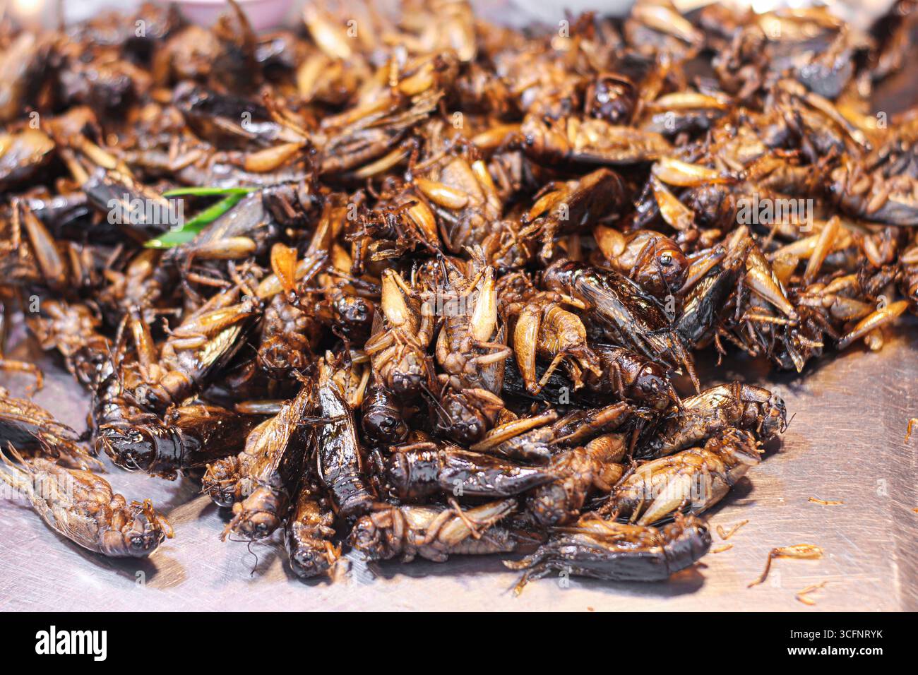 Grilli fritti in profondità sul vassoio con guarnizione, snack thailandesi al mercato notturno, esotica cucina di insetti commestibili conosciuta per la sua croccante e ricca di proteine. Foto Stock