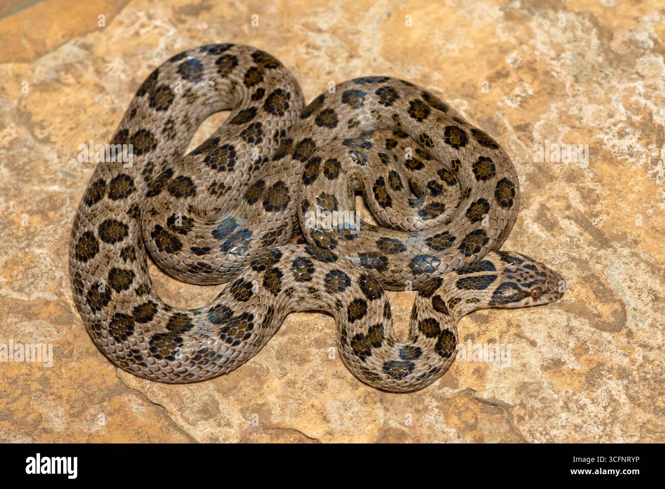 Un bellissimo serpente roccioso maculato (Lamprophis guttatus), avvolto su una grande roccia. Un serpente non velenoso originario dell'Africa meridionale Foto Stock
