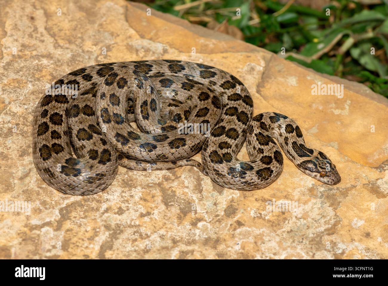 Un bellissimo serpente roccioso maculato (Lamprophis guttatus), avvolto su una grande roccia. Un serpente non velenoso originario dell'Africa meridionale Foto Stock