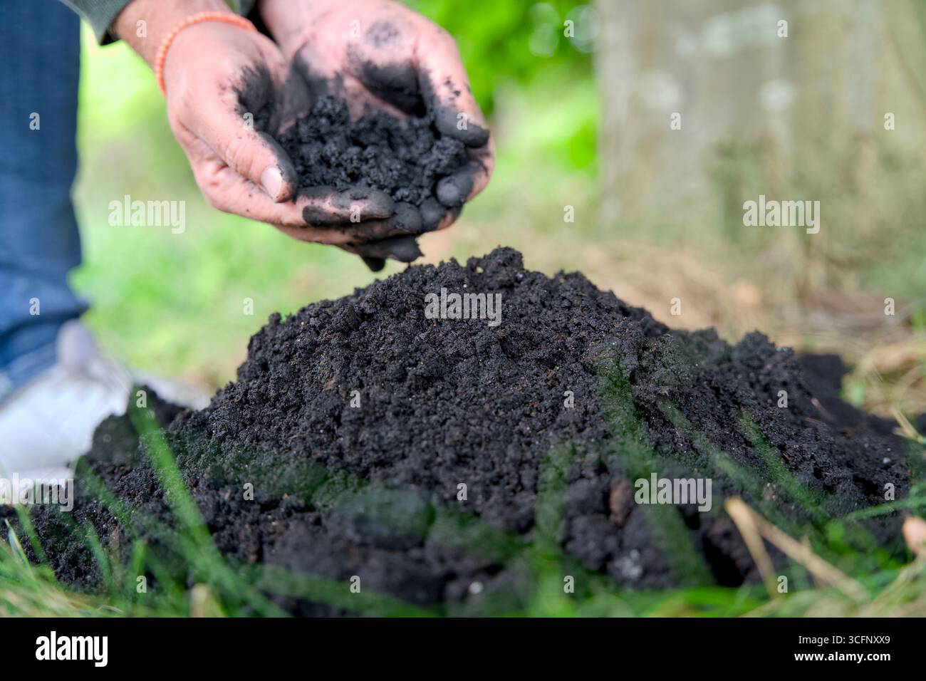 Aggiunta di biochar al suolo per migliorare la fertilità e la riduzione di CO2. Migliora la salute del suolo e promuove lo stoccaggio sostenibile del carbonio. Foto Stock