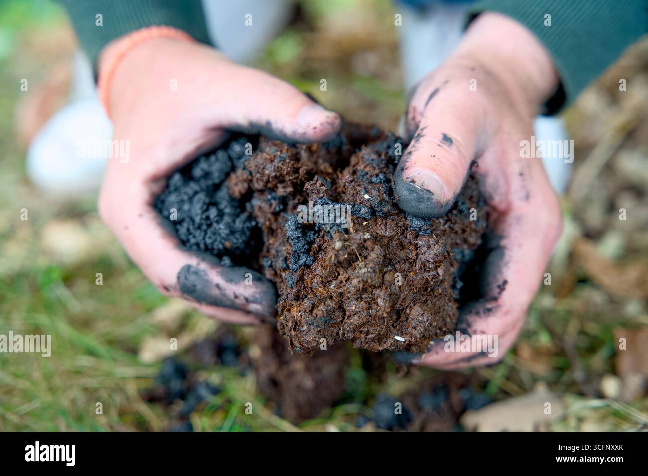 Aggiunta di biochar al suolo per migliorare la fertilità e la riduzione di CO2. Migliora la salute del suolo e promuove lo stoccaggio sostenibile del carbonio. Foto Stock