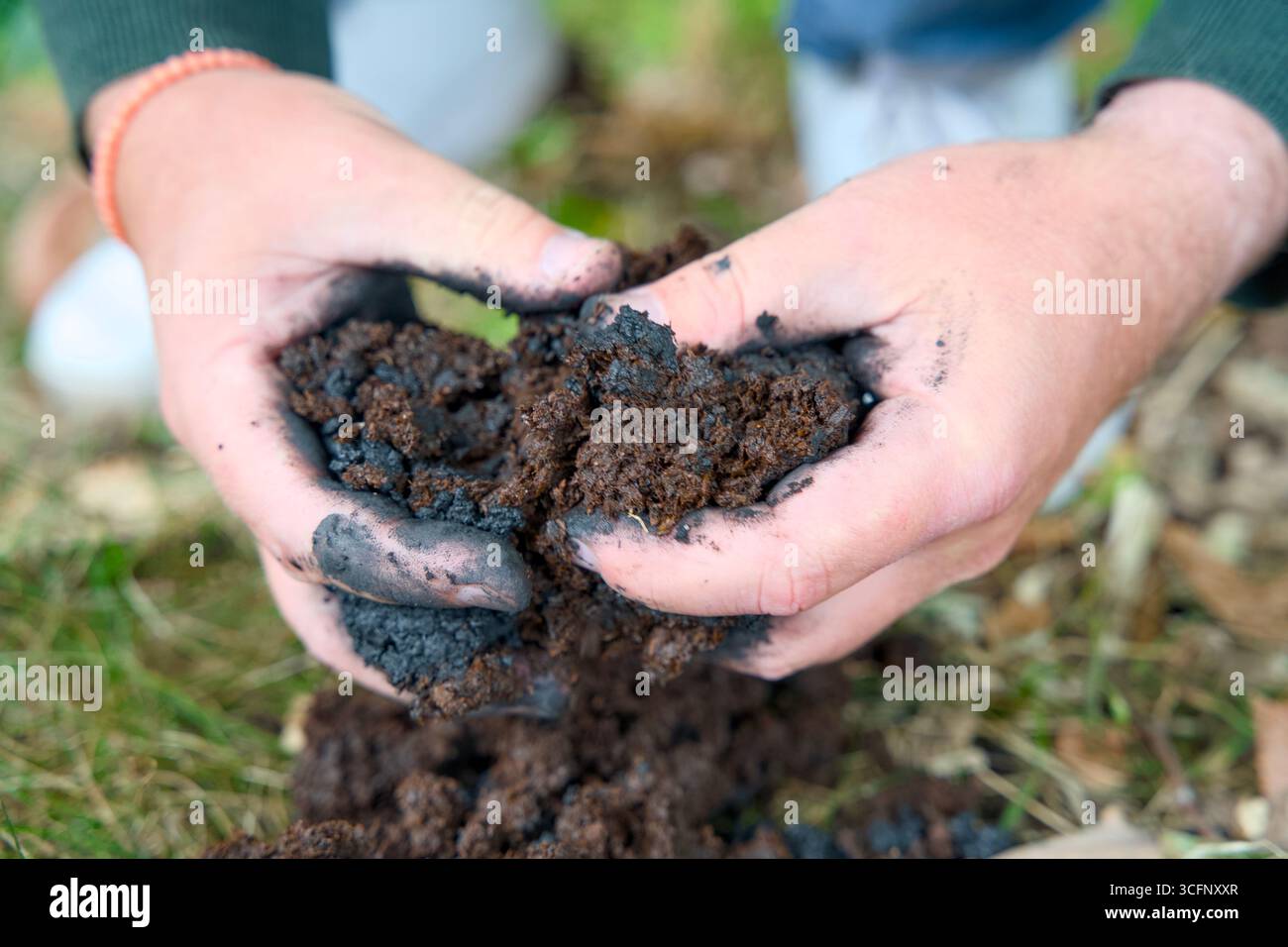 Aggiunta di biochar al suolo per migliorare la fertilità e la riduzione di CO2. Migliora la salute del suolo e promuove lo stoccaggio sostenibile del carbonio. Foto Stock