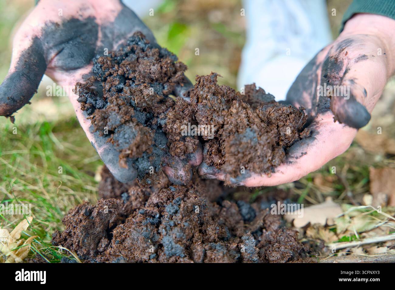 Aggiunta di biochar al suolo per migliorare la fertilità e la riduzione di CO2. Migliora la salute del suolo e promuove lo stoccaggio sostenibile del carbonio. Foto Stock
