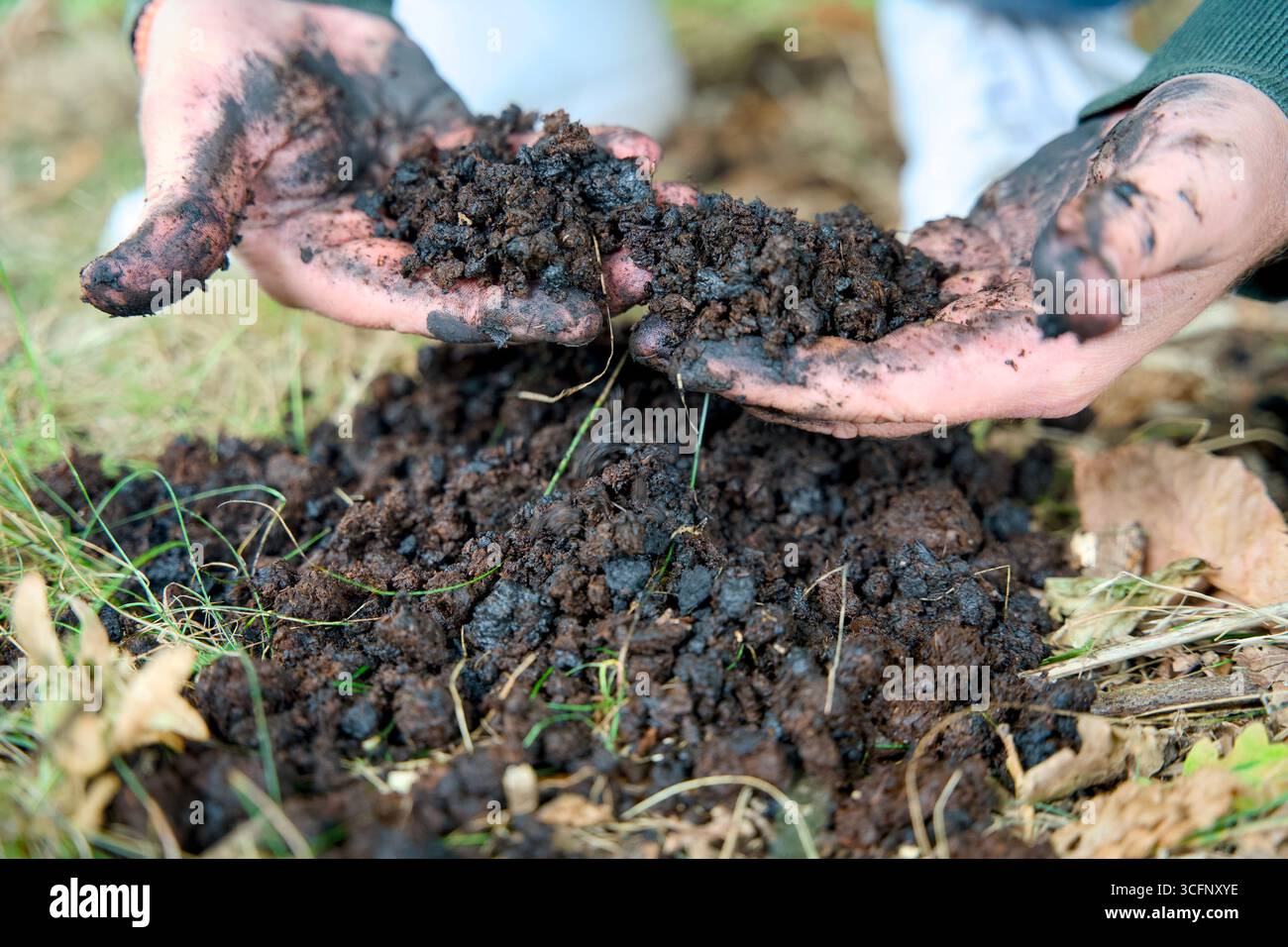 Aggiunta di biochar al suolo per migliorare la fertilità e la riduzione di CO2. Migliora la salute del suolo e promuove lo stoccaggio sostenibile del carbonio. Foto Stock