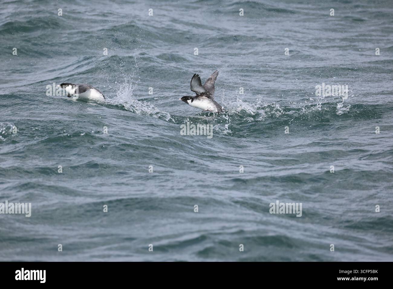 L'antico murrelet (Synthliboramphus antiquus) è un uccello della famiglia delle alci. Questa foto è stata scattata in Giappone. Foto Stock