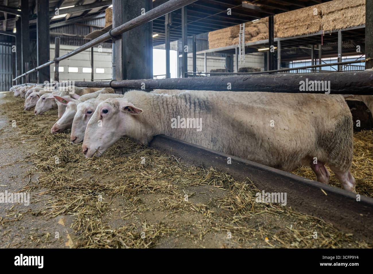 pecore negli ovini in fattoria Foto Stock