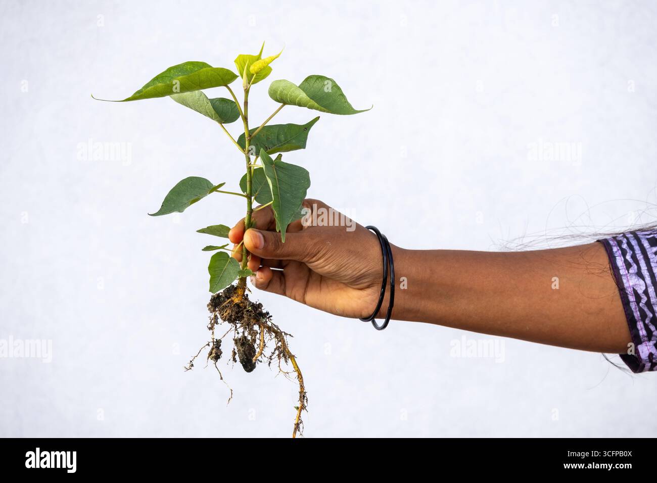 Primo piano di una mano femminile che tiene in mano un giovane albero Ficus benghalensis, noto anche come Banyan indiano, con le sue radici e il suolo visibili. Foto Stock